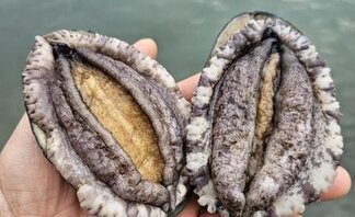 [황제수산] 황제수산 살아있는 활 전복 선물세트 산소포장(세척솔증정)