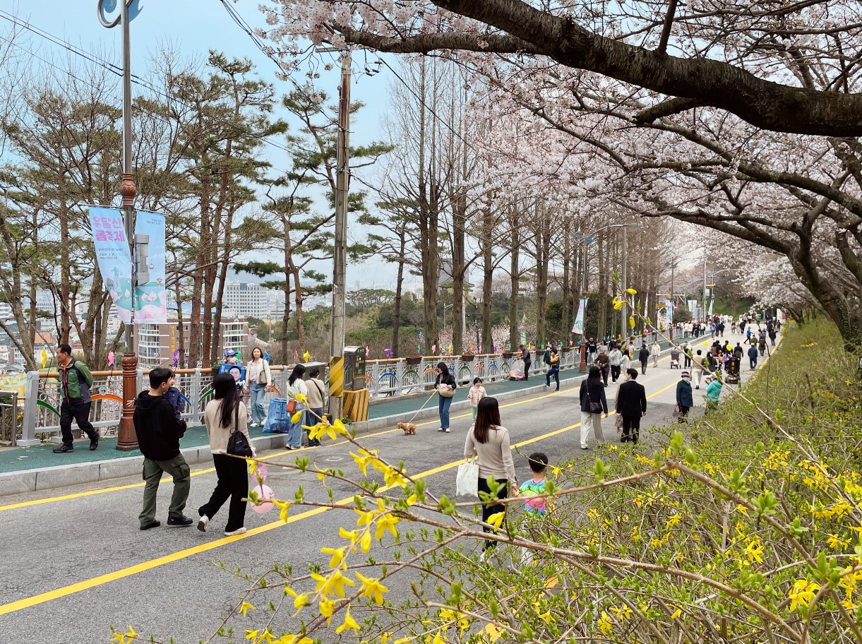 벚꽃과 개나리가 핀 거리에 사람들이 걸어다니고 있는 모습